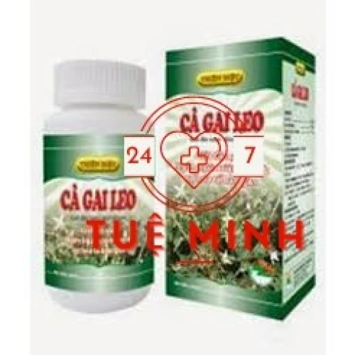 Cà gai leo tuệ linh
